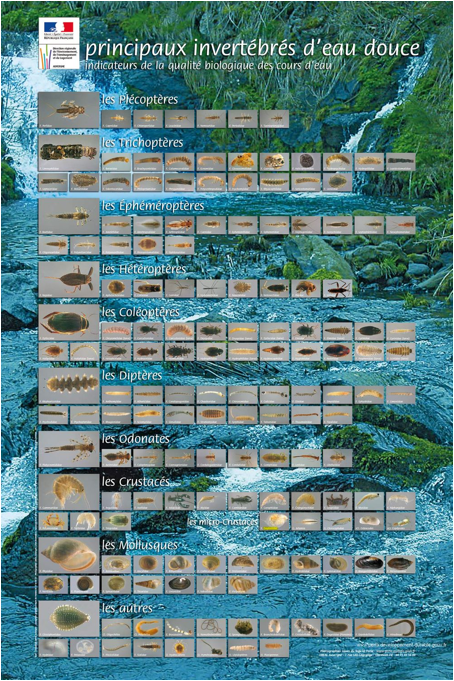 Description : Macintosh HD:Users:josebolo:Documents:metiers de l'eau:site web:MAC:IBGN:poster_principaux_invertebres_grande_cle18befb.jpg